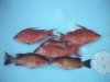 dscn0376