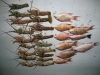dscn0668