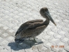 dscn1077