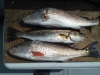 img_20130322_153516